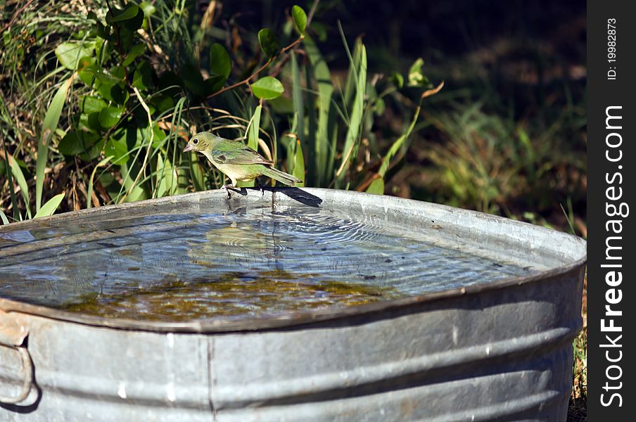 A female bunting getting water from a metal tub