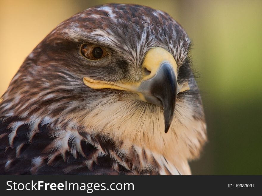 A portrait of a Red-tailed Hawk (a clasical bird of prey). A portrait of a Red-tailed Hawk (a clasical bird of prey)