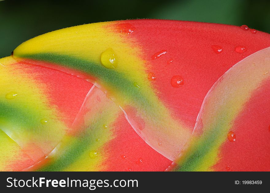 Heliconia macro shot, waterdrops and petal detail. Heliconia macro shot, waterdrops and petal detail.