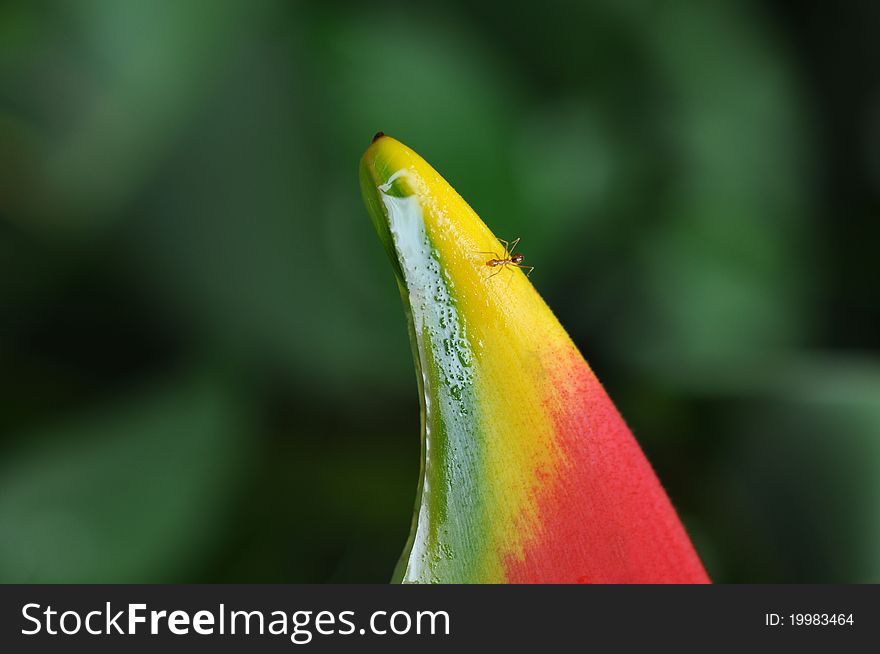 Tropical foliage with ant on the heliconia flower. Looks like a beak or a fin. Macro. Tropical foliage with ant on the heliconia flower. Looks like a beak or a fin. Macro.