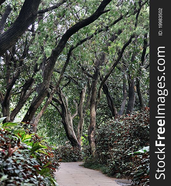 Path In Garden Covered With Trees