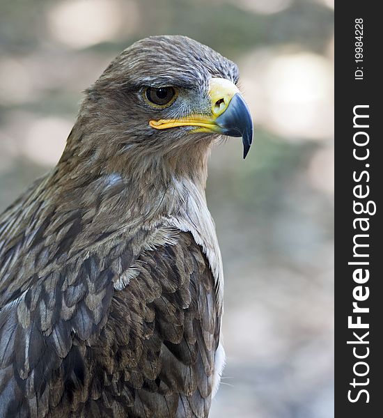 Closeup portrait of a tawny eagle