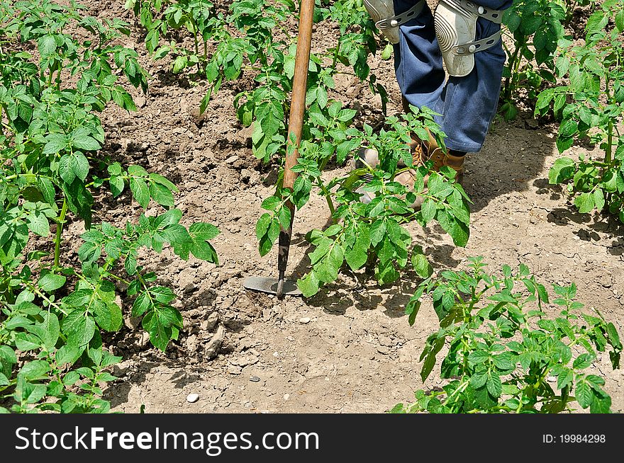 Gardener with hoe cultivating potato plants. Gardener with hoe cultivating potato plants