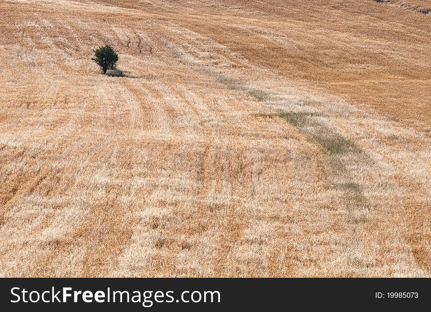 Small lonely olive tree on a wheat field.