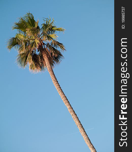 Palm tree on blue sky background