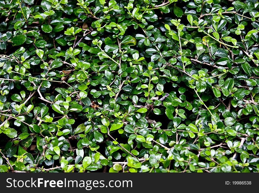 The shot of green floral Background/Texture. The shot of green floral Background/Texture.