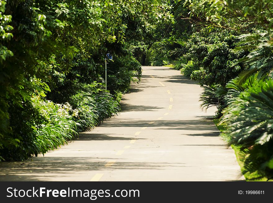 The Winding road in trees