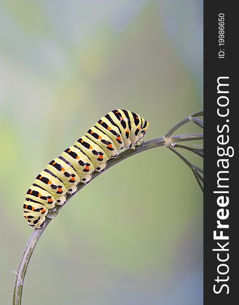 Old World Swallowtail (Papilio machaon) caterpillar on dill. Old World Swallowtail (Papilio machaon) caterpillar on dill