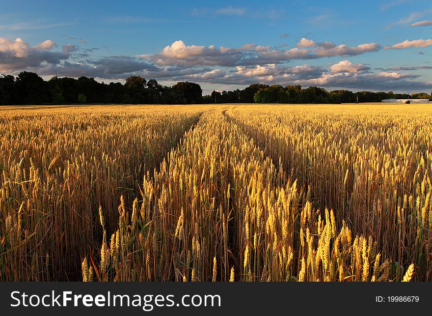 Rural landscape with tractor road in field