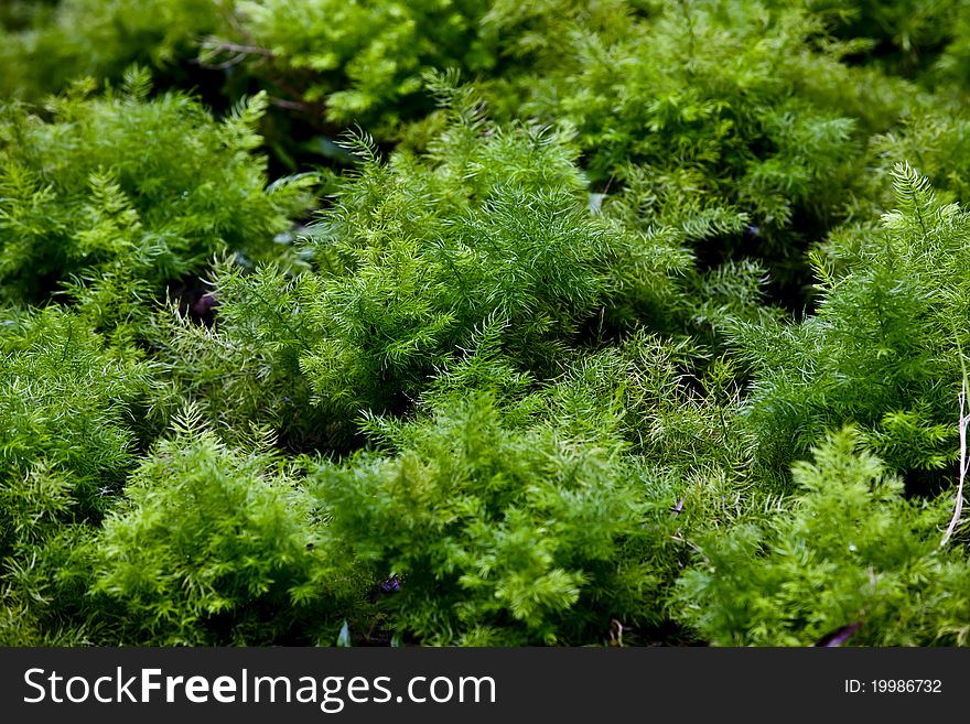 The shot of green plant on the ground. The shot of green plant on the ground.