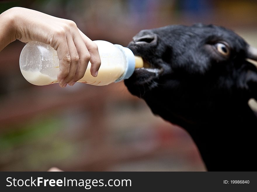 The shot of baby goat sucking milk from the bottle. The shot of baby goat sucking milk from the bottle.