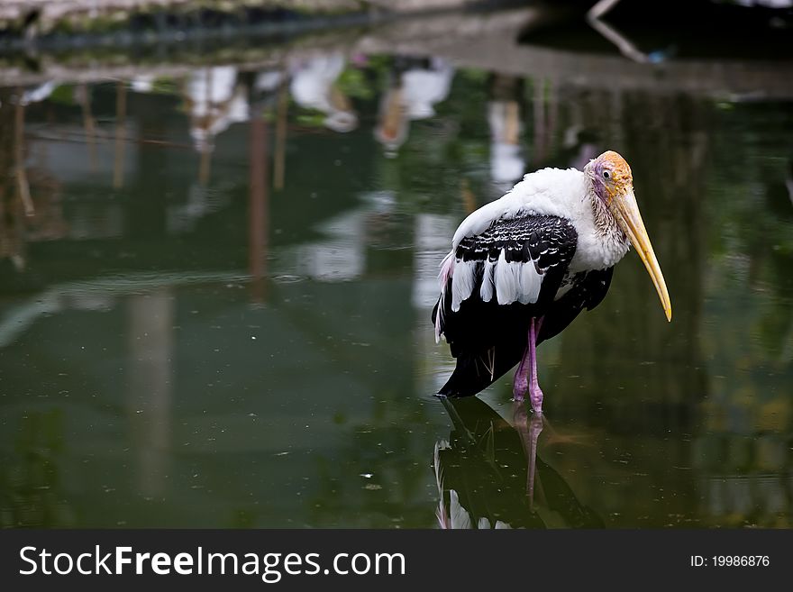 The shot of marabou bird standing on the water.