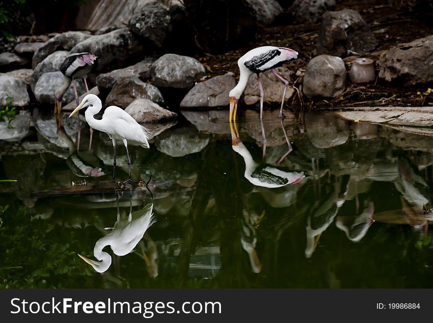 Great white egret standing on the water with others.