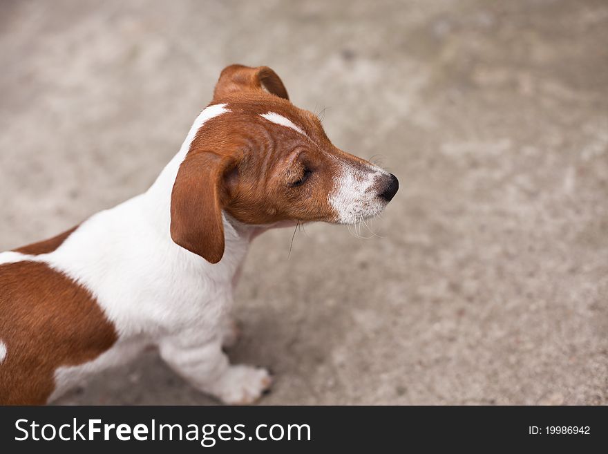 Puppy of white and brown patches ,Jack Russel Terrier,. Puppy of white and brown patches ,Jack Russel Terrier,