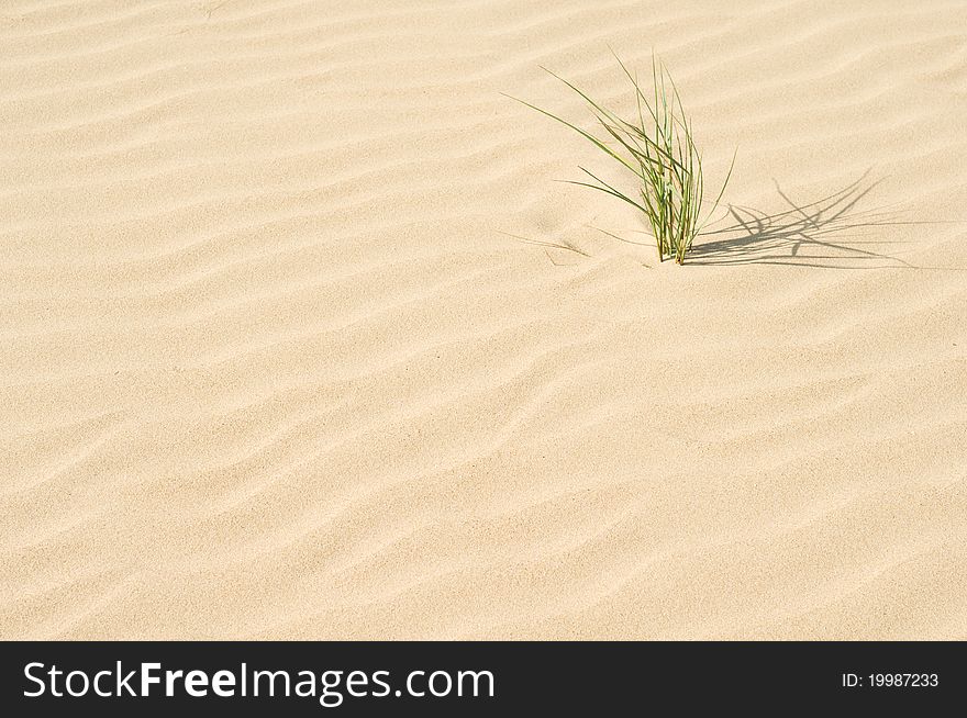 A plant growing out of a sand dune. A plant growing out of a sand dune