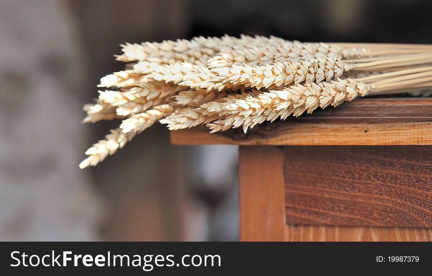 Dried wheat placed on a wooden furniture. Dried wheat placed on a wooden furniture