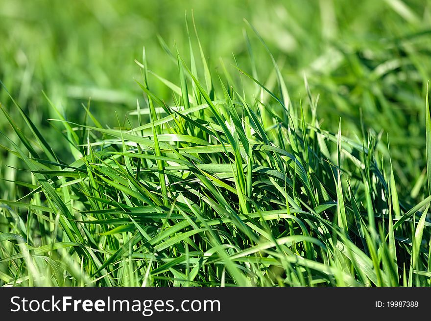 Close-up of thick green grass on the field. Close-up of thick green grass on the field