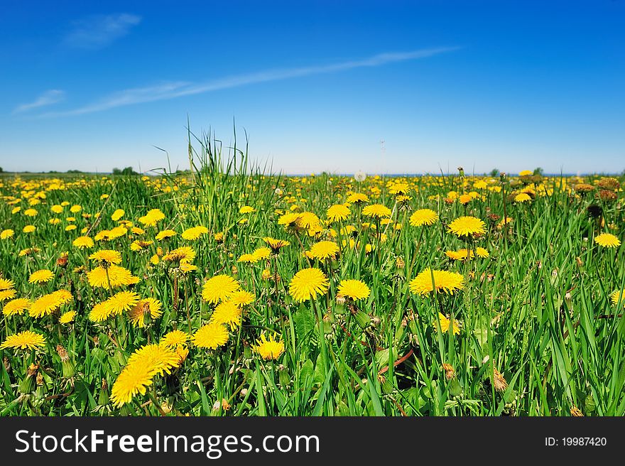 Boundless field with yellow dandelions in summer. Boundless field with yellow dandelions in summer