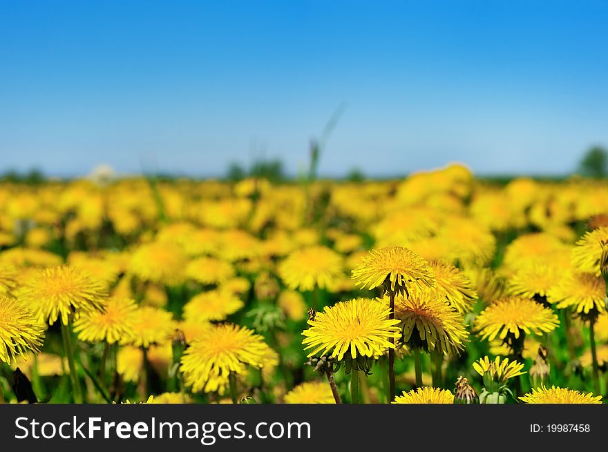 Bright yellow dandelions in the rural area. Bright yellow dandelions in the rural area