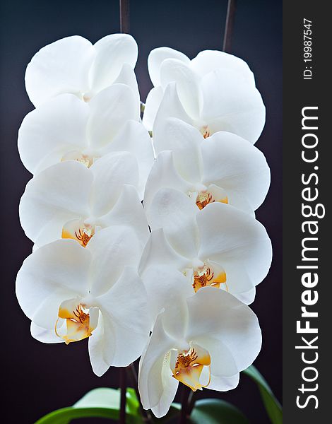 Twig of white orchids on a dark background. Twig of white orchids on a dark background.