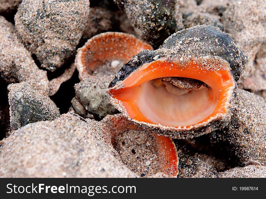 Shell of a sea snail, summer scene