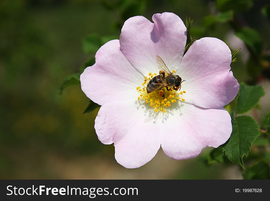 Nice briar flower with a bee harvesting pollen