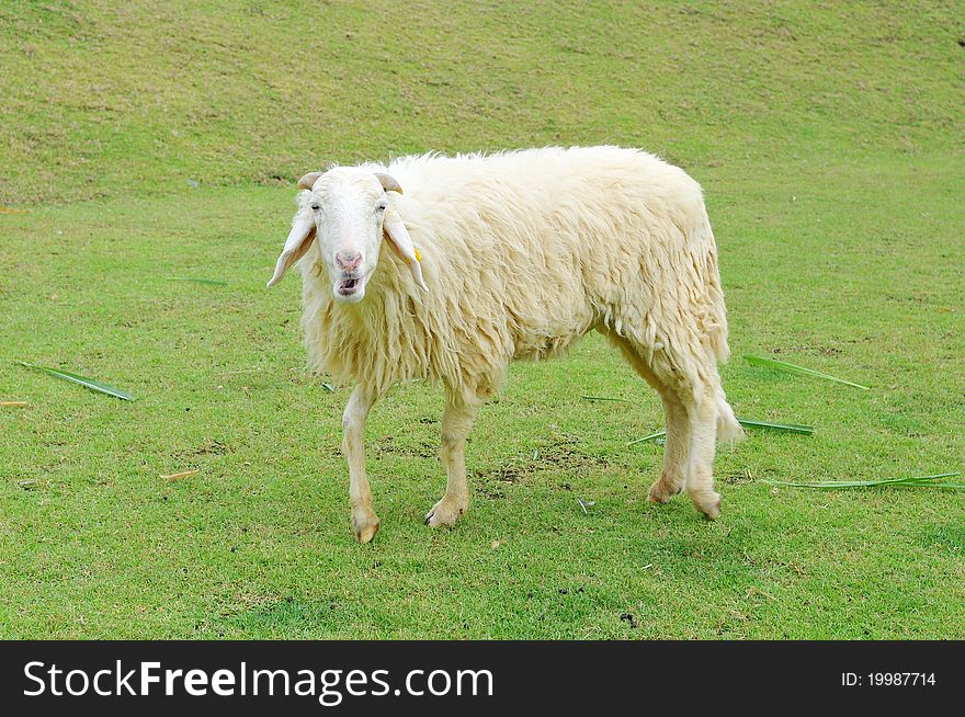 Sheep in a Green Field