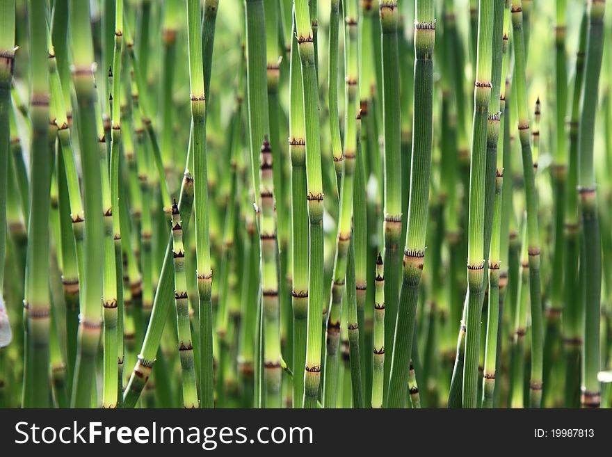 Horsetail plants in close up. Horsetail plants in close up