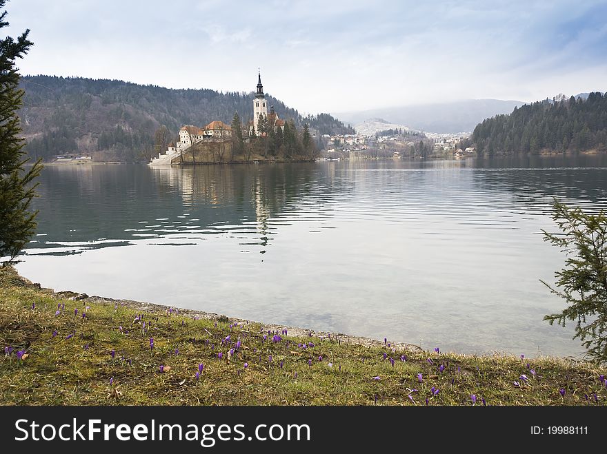View on the isle with church in Bled Lake with grass and crocuses in front. View on the isle with church in Bled Lake with grass and crocuses in front