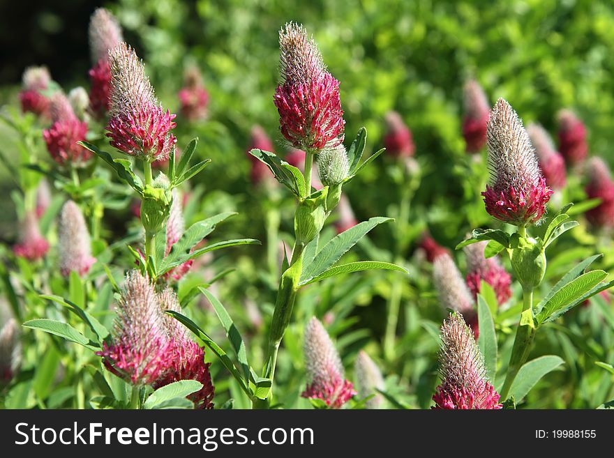 Clover pink flowers in close up. Clover pink flowers in close up