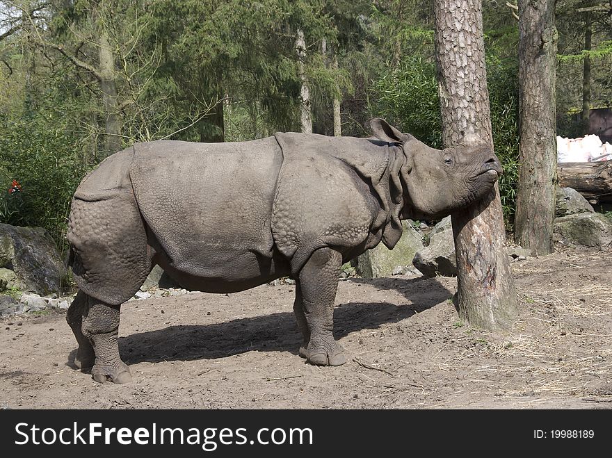 Black rhinoceros rubs with his head along the tree