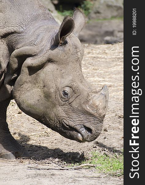 Closeup of a Black rhinoceros