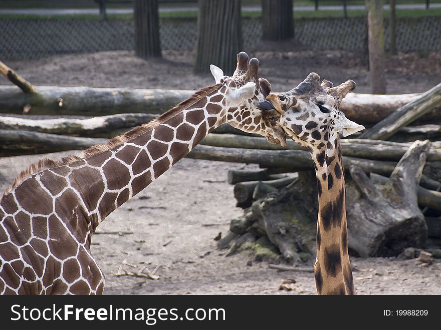 Calf Giraf licks his mama. Calf Giraf licks his mama