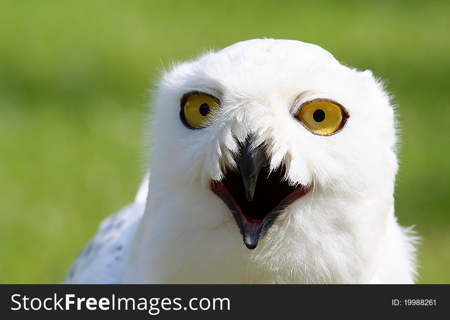 Portrait of snowy owl, Bubo scandiacus