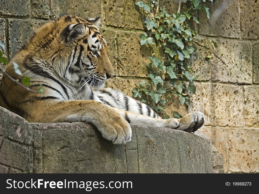 Bengal tiger situated on a rock