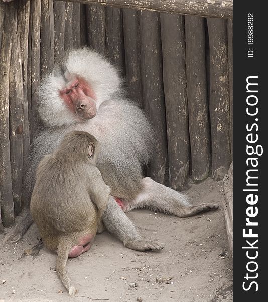 Two baboons cleaning each other. Two baboons cleaning each other