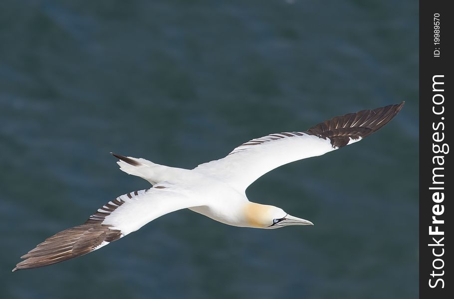 Gannet A Beautiful sea bird in flight
