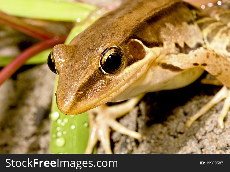 A frog stay on rock at night