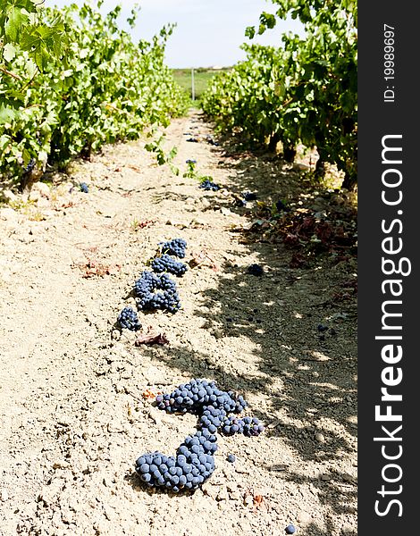 Vineyard with blue grapes, La Rioja, Spain