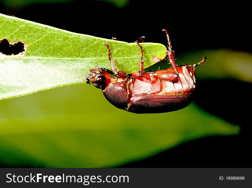 A bug stay on leaf