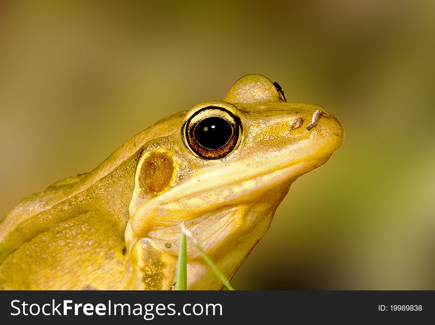 Portrait of a frog stay on grass ground at night