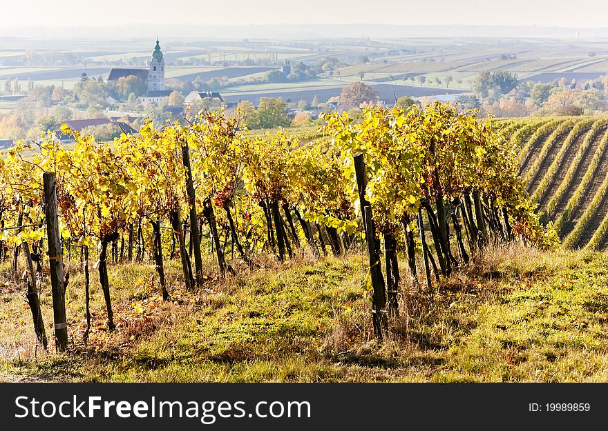 Vineyards in autumn, Unterretzbach, Lower Austria, Austria