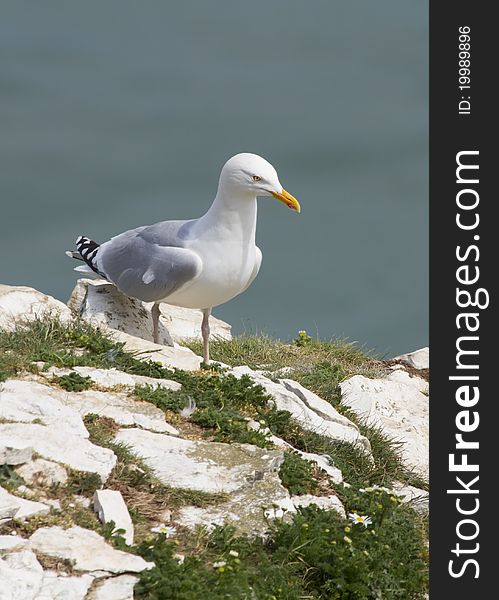 Herring Gulls resting on a cliff face