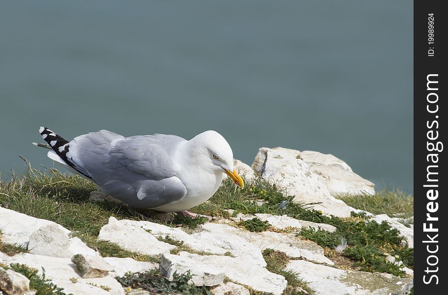 Herring Gulls resting on a cliff face