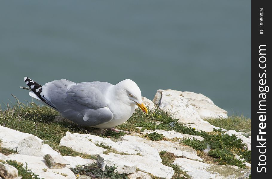 Herring Gull