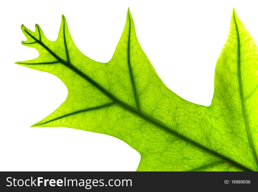 Close up fern leaf on white background