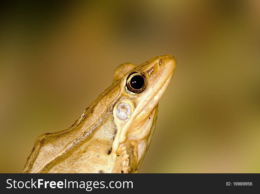 Portrait of a frog stay on grass ground at night