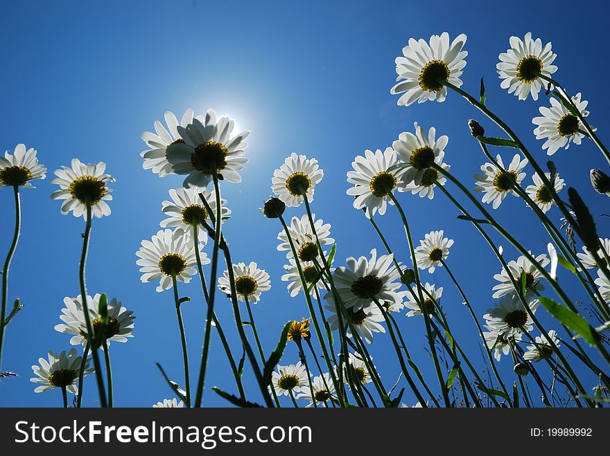 Daisies aspire to heaven. solar flower