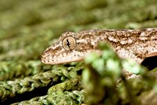 Lizard Royalty Free Stock Image Lizard Royalty Free Stock Image
