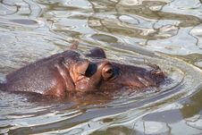 Hippo Royalty Free Stock Images